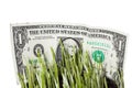 Dollar Bills Stashed In Green Grass Royalty Free Stock Photo