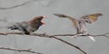 Dollar Bird tells Noisy Miner where to go Royalty Free Stock Photo