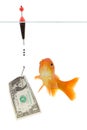 Dollar and goldfish Royalty Free Stock Photo