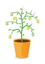 Dollar Plant