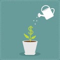 Dollar plant in the pot and watering can. Royalty Free Stock Photo