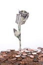 Dollar rose isolated