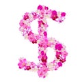 Dollar sign from orchid flowers isolated on white Royalty Free Stock Photo