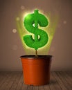 Dollar sign tree coming out of flowerpot