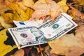 Dollars and euros lie on a yellow fallen autumn leaf