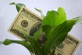100 dollars in green leaves Royalty Free Stock Photo