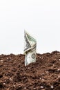 Dollars grow from the ground Royalty Free Stock Photo