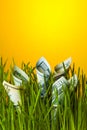 Dollars growing in green grass. Investment growth