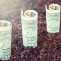 Dollars growing out of the ground. The concept of profit, growth, income, profitable investment. Royalty Free Stock Photo