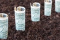 Dollars growing out of the ground. The concept of profit, growth, income, profitable investment. Royalty Free Stock Photo