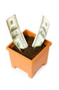 Dollars growing in the pot Royalty Free Stock Photo