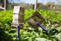 Dollars hanging on the clothes pegs outdoors. Money drying on clothes pin in the green yard on sunny day. Poverty economic