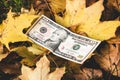 Dollars lie on the fallen yellow leaf, the concept of the falling value of the dollar