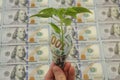 Dollars money in hand with a green sprout of a plant against the background of dollars of the United States of America. Royalty Free Stock Photo