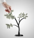 Dollars tree Royalty Free Stock Photo