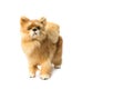 Dolly Dog toy Cute beautiful on white background