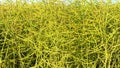 Dolly shoot. Ripe rapeseed field for biofuels, Germany