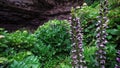 Dolly shot of the garden of Umpherston Sinkhole in Mount Gambier