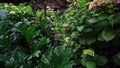 Dolly shot of the garden of Umpherston Sinkhole in Mount Gambier