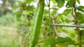 Dolly slider Psophocarpus tetragonolobus green long bean in nature farm fresh vegetable for good health