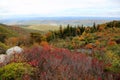 Dolly Sods West Virginia Royalty Free Stock Photo