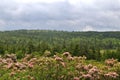 Landscape and sky at Dolly Sods wilderness, West Virginia, USA Royalty Free Stock Photo