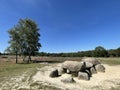 Dolmen around the Havelterberg Royalty Free Stock Photo