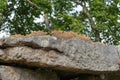 Dolmen de Bagneux flagstone roof of prehistoric monument from the neolithic period