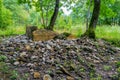 Dolmen in-field autumn Royalty Free Stock Photo