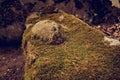 dolmens in the forest. cloudy dark mystical jungle with ancient ruins of a part of the rock