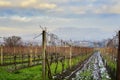 Moravian vinery in the begining of winter