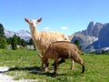 Dolomites Royalty Free Stock Photo