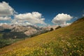Dolomites - Blooming Meadow Royalty Free Stock Photo
