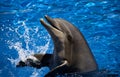 Dolphin Royalty Free Stock Photo