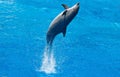 Dolphin Royalty Free Stock Photo