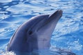 Dolphin Royalty Free Stock Photo