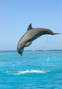 Dolphin Royalty Free Stock Photo