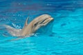 Dolphin Royalty Free Stock Photo