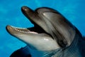 Dolphin Royalty Free Stock Photo