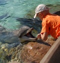 Dolphin Royalty Free Stock Photo
