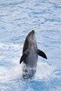 Dolphin Royalty Free Stock Photo