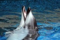 Dolphin Royalty Free Stock Photo