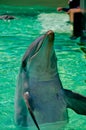 Dolphin Royalty Free Stock Photo