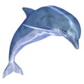 Dolphin Royalty Free Stock Photo