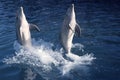 Dolphin acrobacy during dolphins show in Caribbean