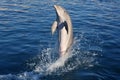 Dolphin acrobacy during dolphins show in Caribbean