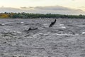 Dolphin acrobatics in the Moray Firth off Chanonry Point, Scotland