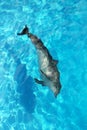 Dolphin alone high angle view turquoise water Royalty Free Stock Photo