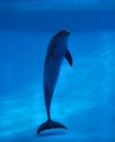 Dolphin in aquarium Royalty Free Stock Photo