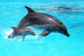 Dolphin with a baby floating in the water Royalty Free Stock Photo